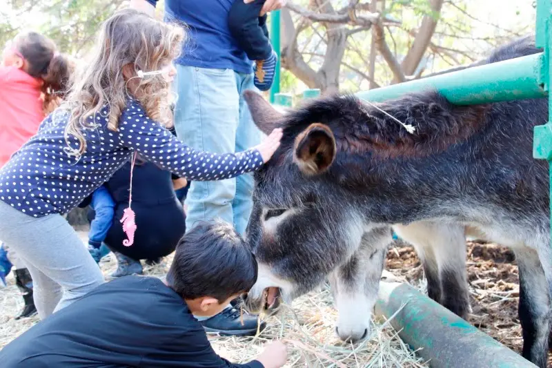 החווה בגבעה בגבעת ברנר — בילוי משפחתי עם ילדים