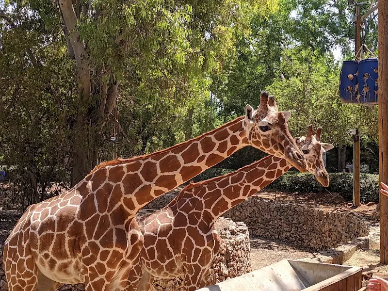 הספארי ברמת גן — בילוי משפחתי עם ילדים