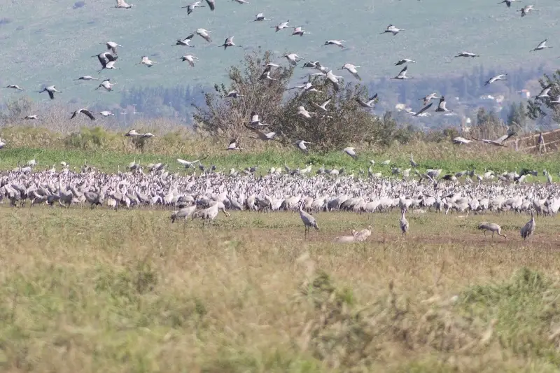 אגמון החולה - Agamon Hula Lake ביסוד המעלה — בילוי משפחתי עם ילדים