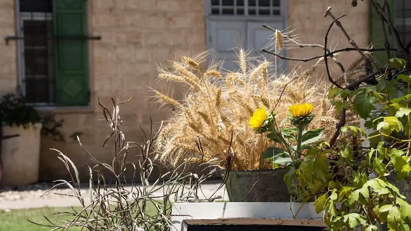 אחוזת דוברובין מוזיאון יסוד המעלה ביסוד המעלה — בילוי משפחתי עם ילדים