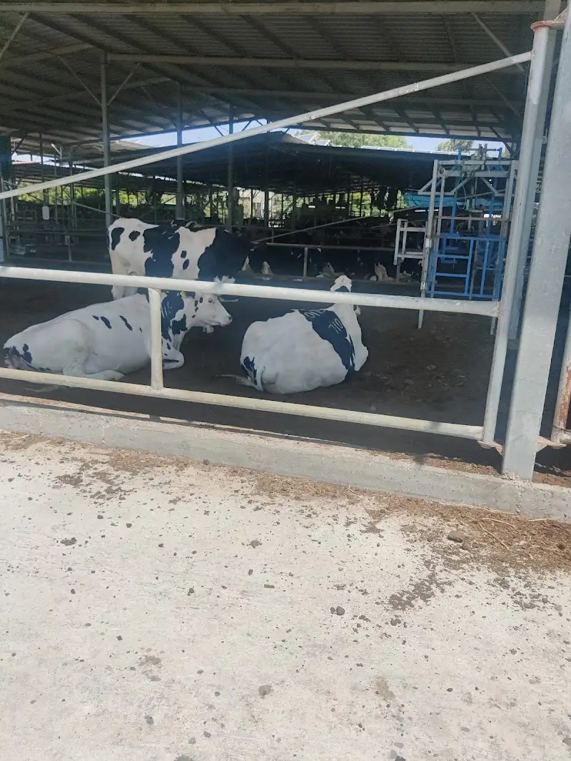 הרפת הרובוטית באבני איתן באבני איתן — בילוי משפחתי עם ילדים