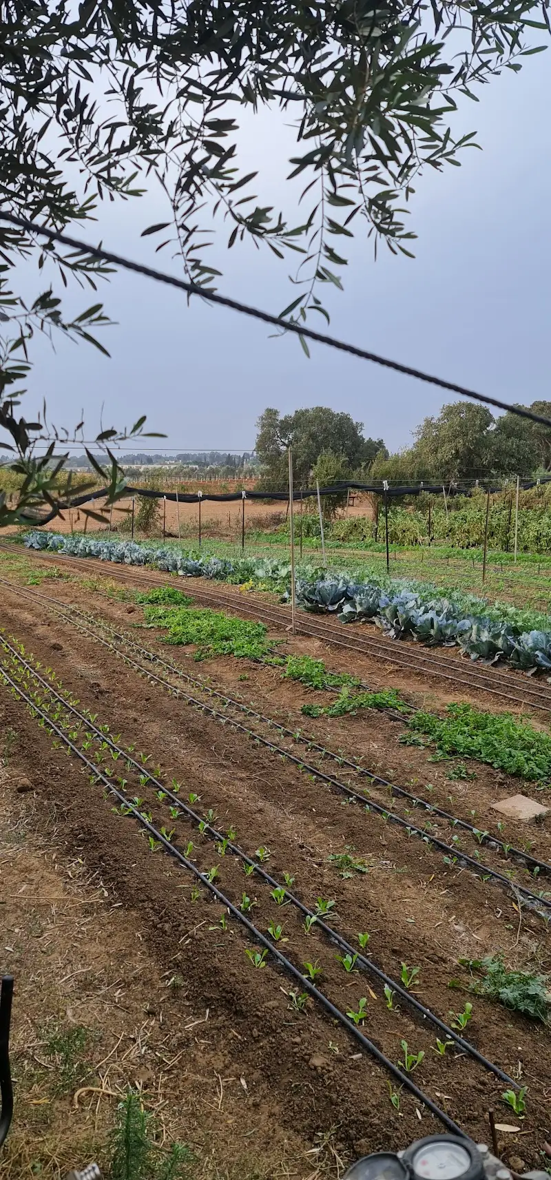 חוות בין התלמים בעין עירון — בילוי משפחתי עם ילדים