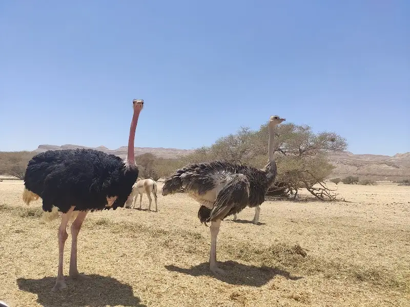 שמורת טבע חי-בר יוטבתה ביטבתה