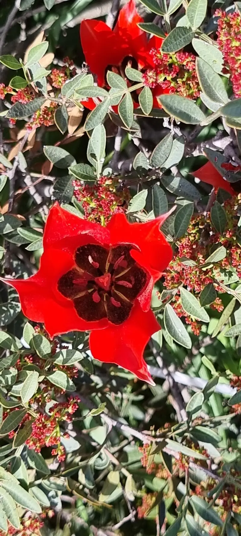 גבעת הפרחים - מעגן מיכאל במעגן מיכאל