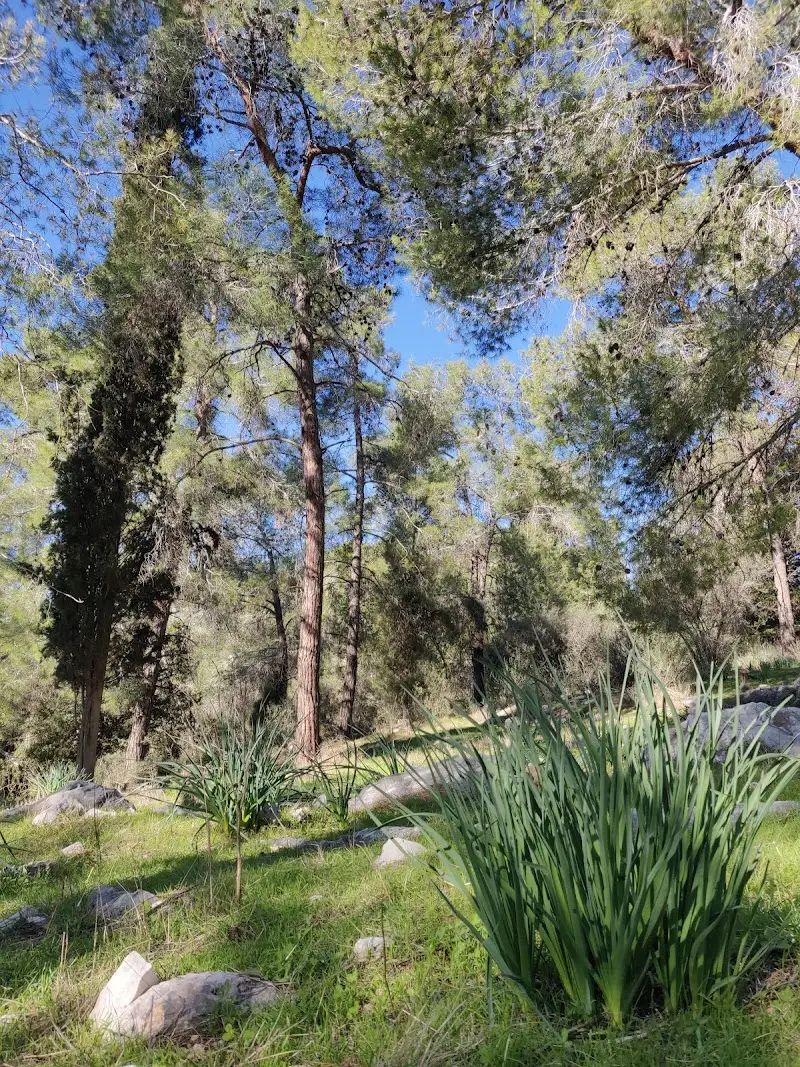 גבעת הברושים - מצפור אמנון ליפקין שחק במודיעין