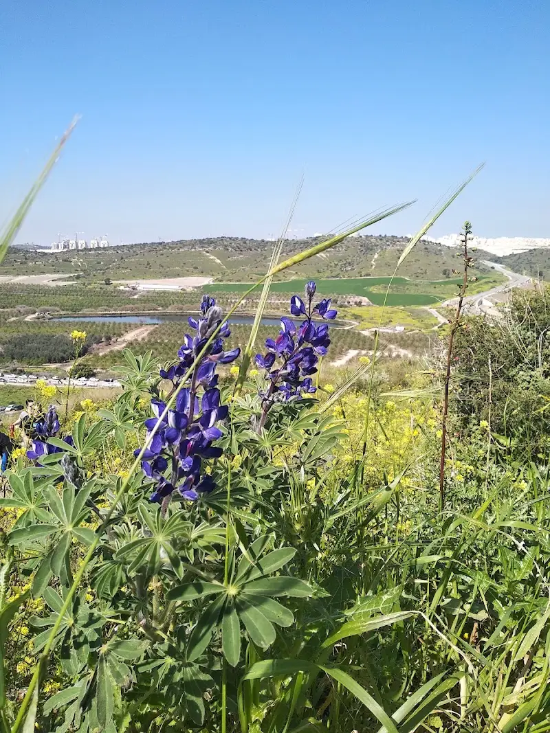 תל שוכה - גבעת התורמוסים בעמק האלה — בילוי משפחתי עם ילדים
