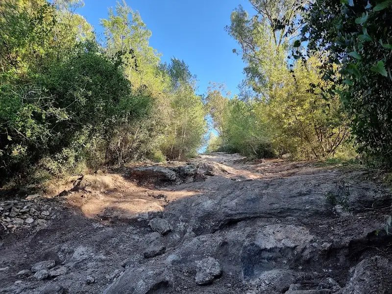 שמורת טבע ביצת נחל דליה במעגן מיכאל