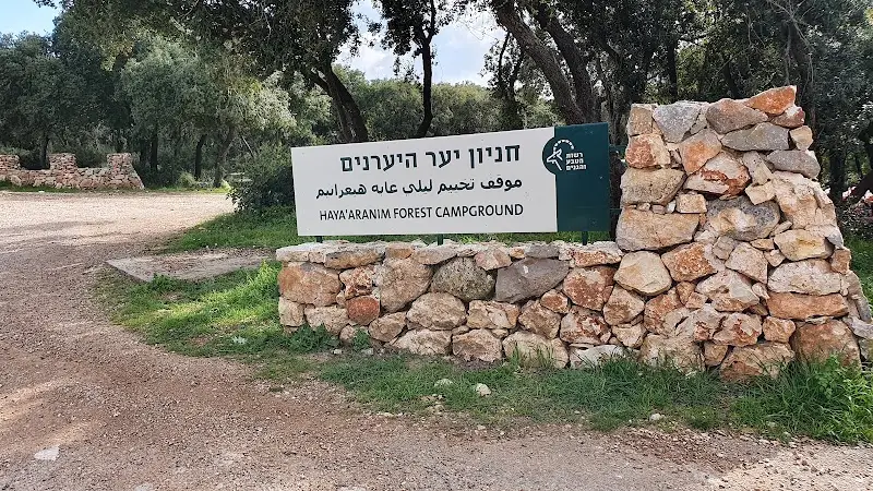 חניון לילה יער היערנים בהכרמל