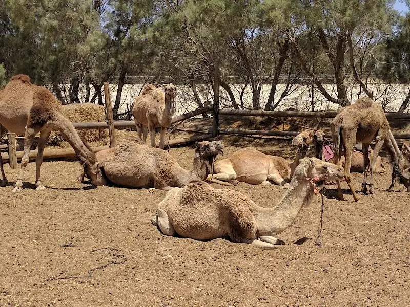 חאן ספינת המדבר בצומת משאבים — בילוי משפחתי עם ילדים