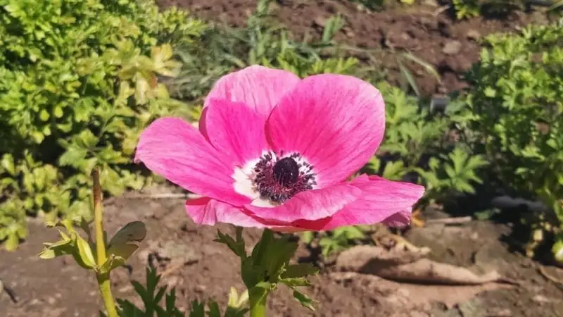 קטיף בעמק בבית אהרון — בילוי משפחתי עם ילדים