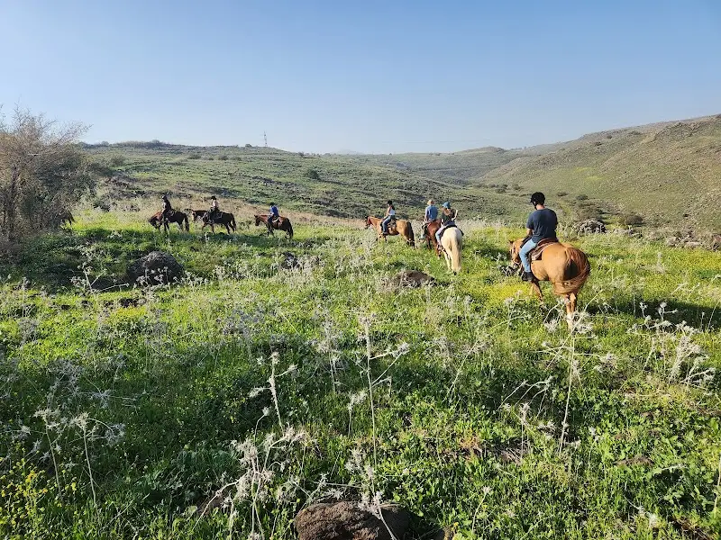 חוות סוסים ורד הגליל בורד הגליל