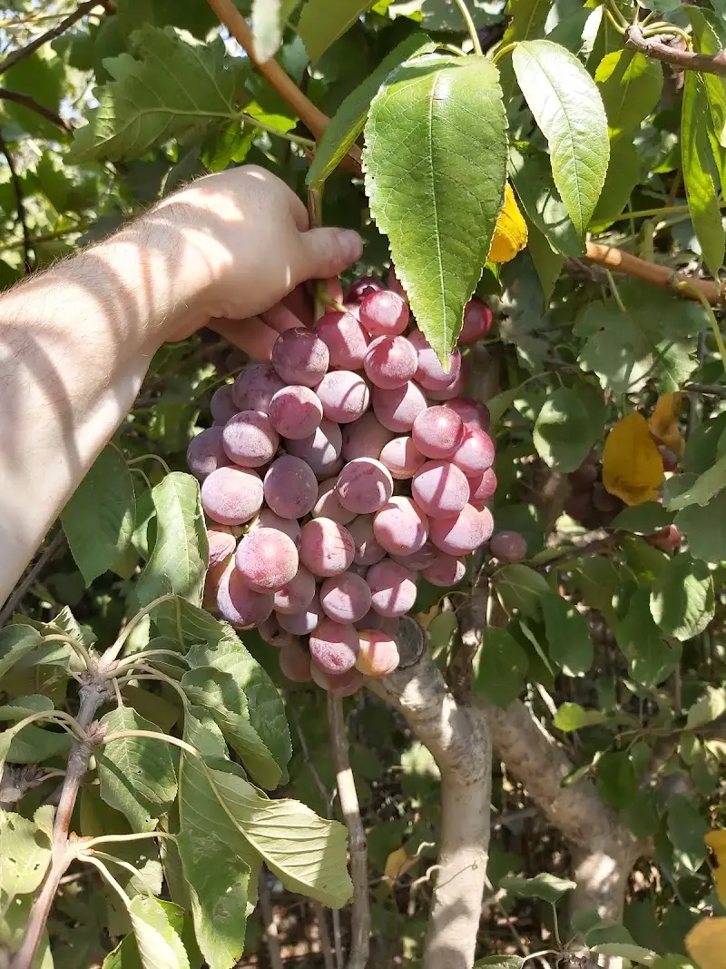 פארק וקטיף עצמי אחמודי בבוקעאתא — בילוי משפחתי עם ילדים