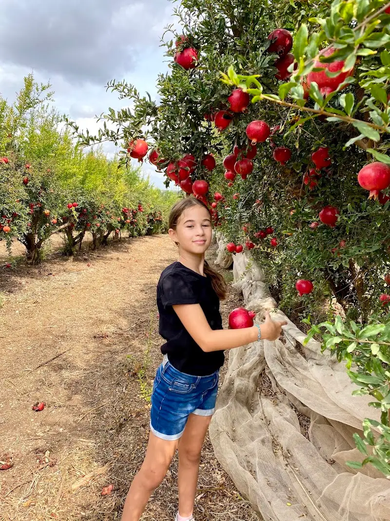 קטיף עצמי במושב גמזו בגמזו — בילוי משפחתי עם ילדים