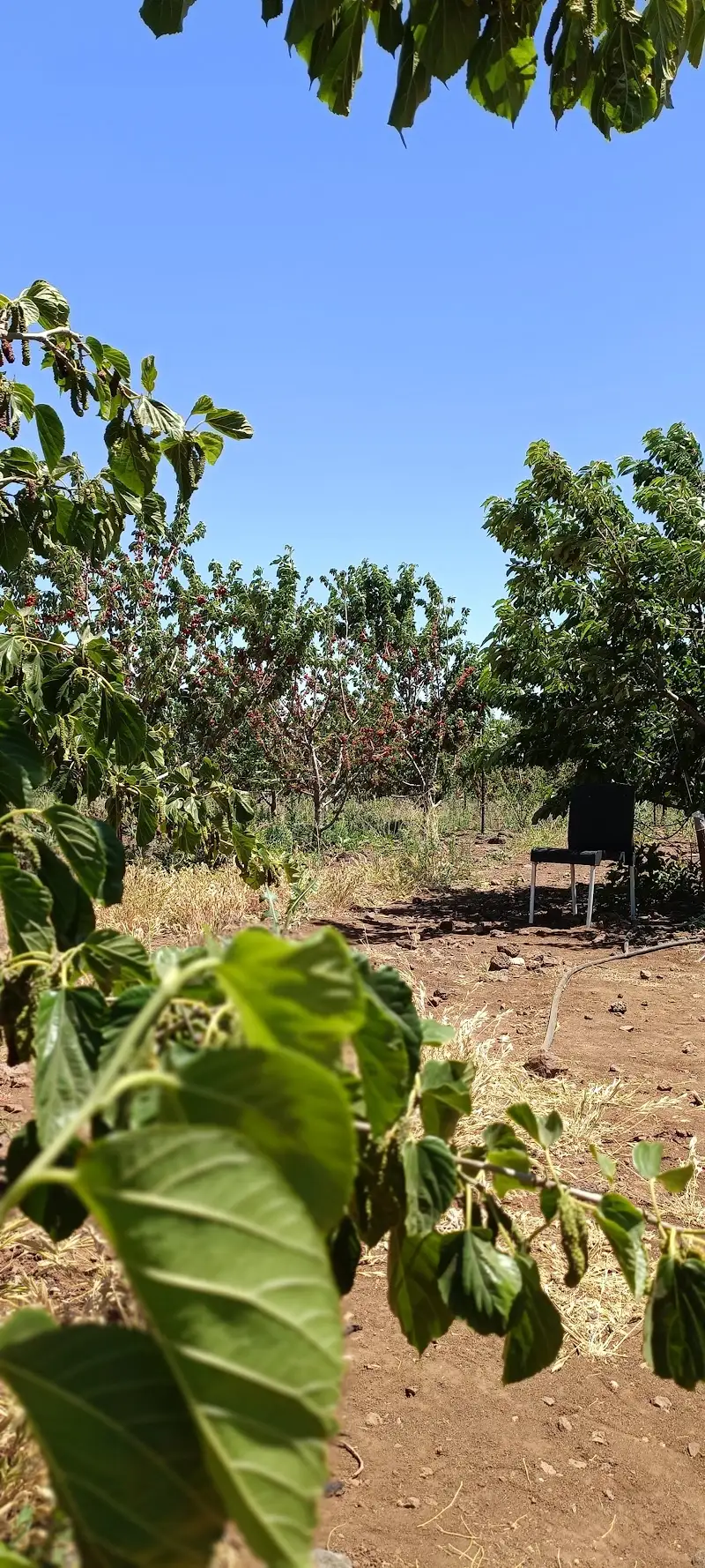 קטיף עצמי רוני – חוויה מתוקה בצפון רמת הגולן בבוקעאתא. — בילוי משפחתי עם ילדים