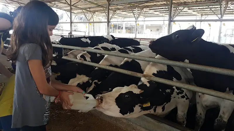 חוויה אורגנית בחווה בהרדוף — בילוי משפחתי עם ילדים