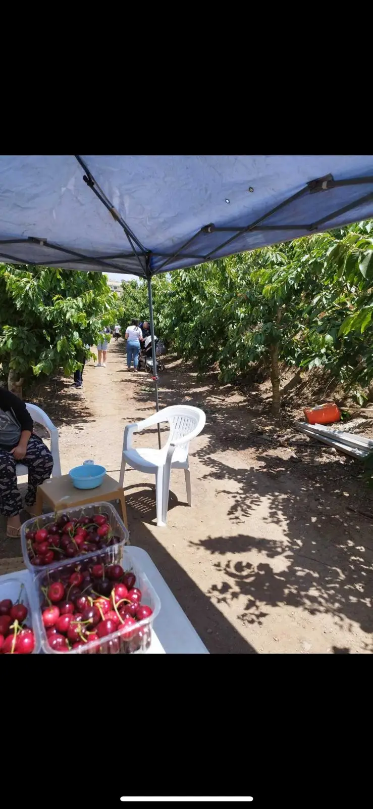 קטיף עצמי ברכת רם — בילוי משפחתי עם ילדים
