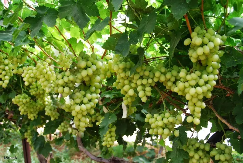 הכרם בלכיש: בציר ענבים (קטיף) בהכרם בלכיש