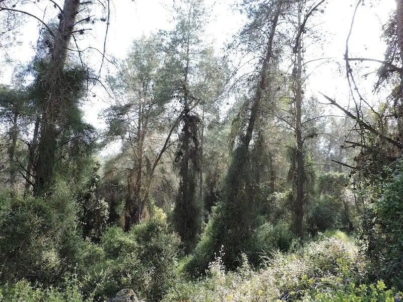 חניון שריגים בישראל
