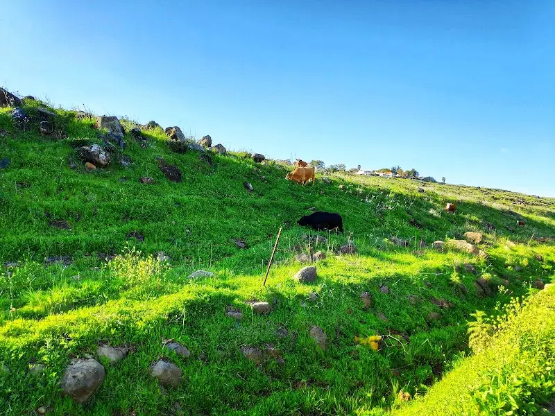 באר כרכום בכרכום
