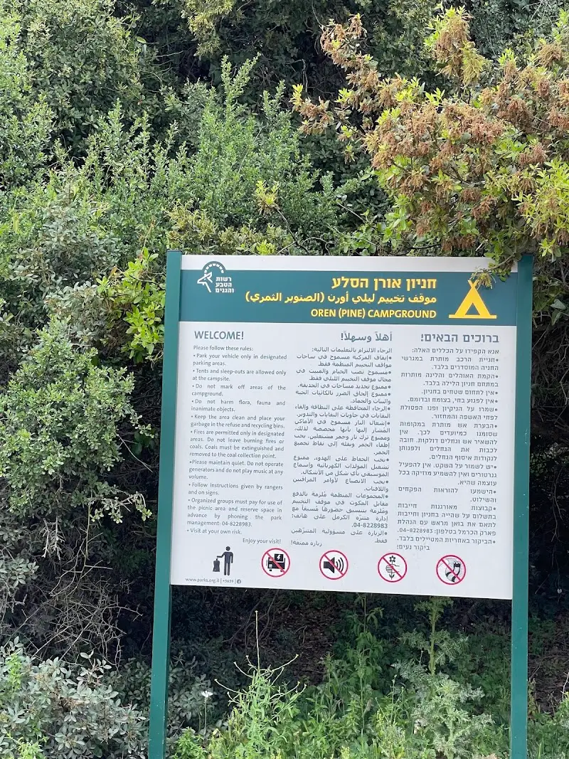 אורן הסלע בישראל