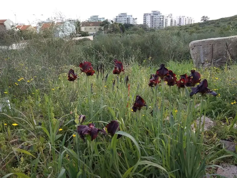 עגלת קפה סול | CafeSol בנס ציונה — בילוי משפחתי עם ילדים