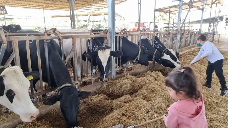 שביל פרות החלב (חוויה משפחתית ברפת) בבית לחם הגלילית — בילוי משפחתי עם ילדים