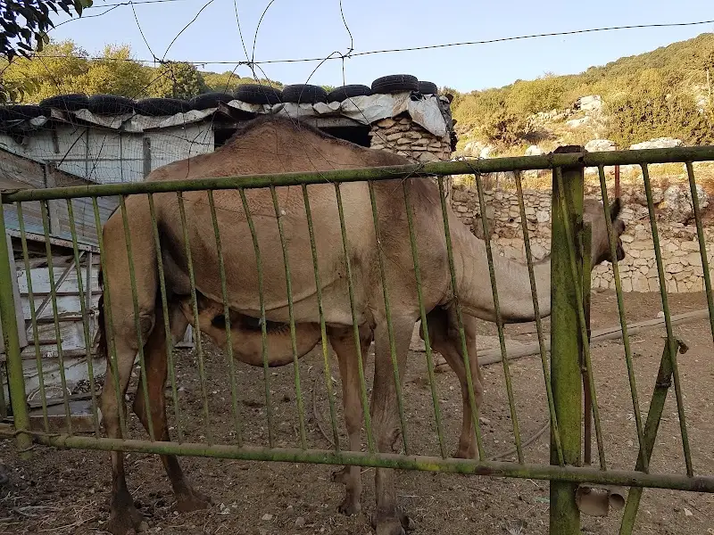 כוורת הבוסתן פקיעין בפקיעין — בילוי משפחתי עם ילדים