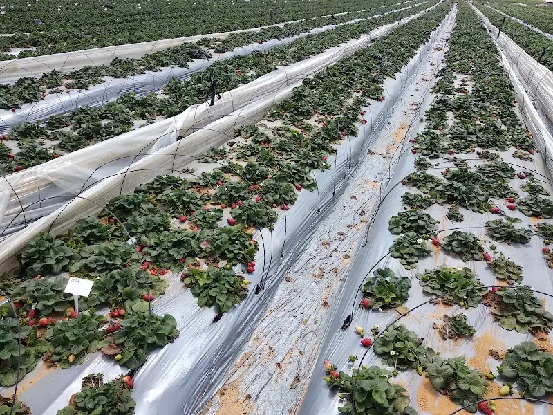 תותים משק יוסף בהוד השרון — בילוי משפחתי עם ילדים