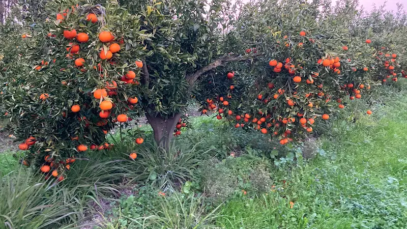 קטיף עצמי בית הראשונים בבת חן — בילוי משפחתי עם ילדים