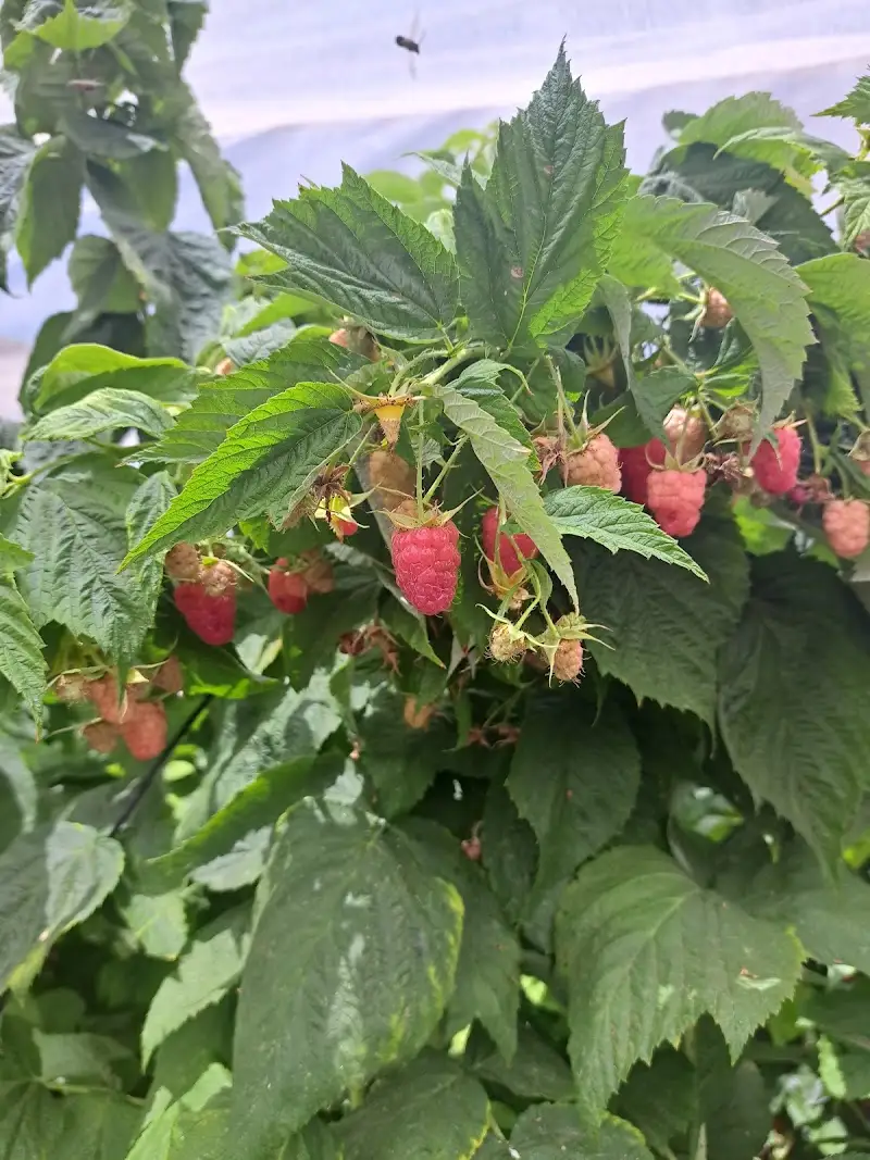 Barak's Berries - קטיף פירות יער עצמי באבן מנחם — בילוי משפחתי עם ילדים