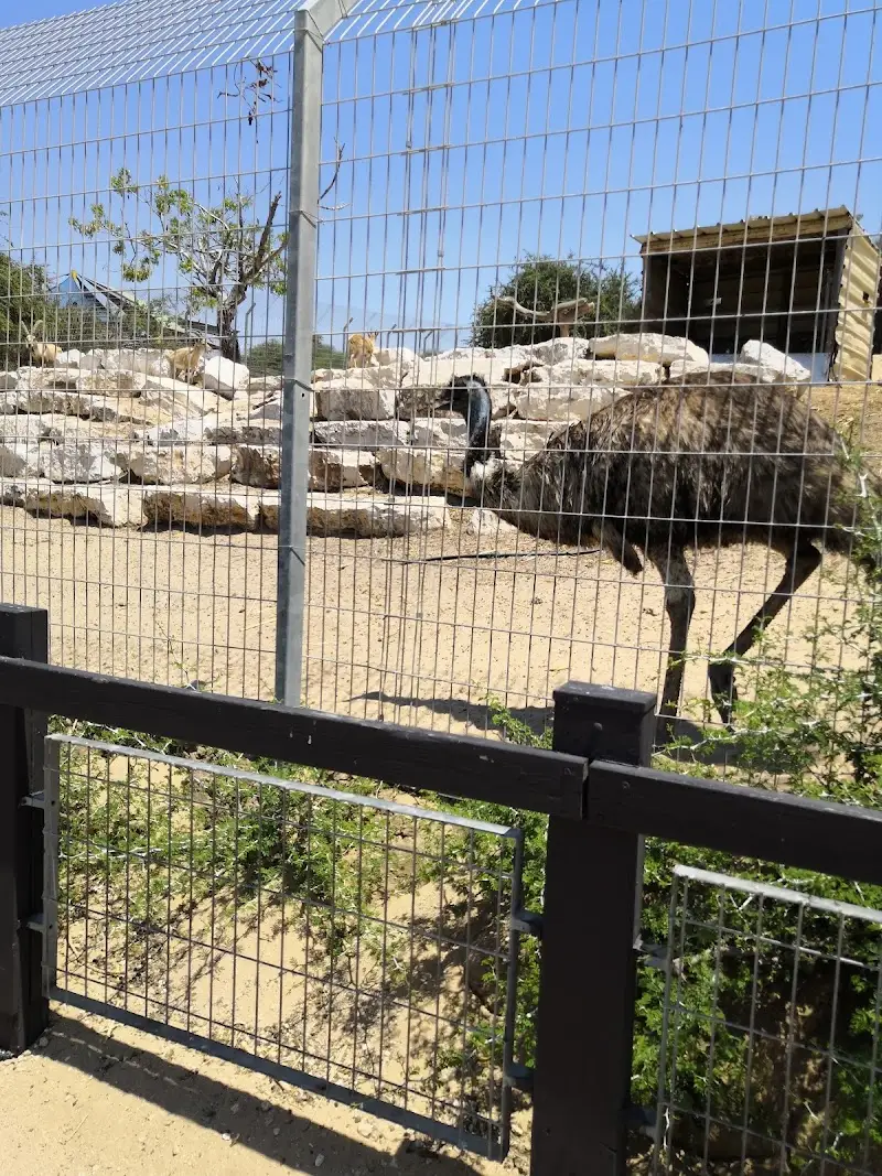 פינת החי פארק לכיש באשדוד — בילוי משפחתי עם ילדים