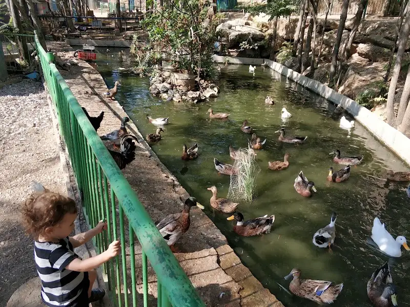 כפר החיות בכפר גלעדי — בילוי משפחתי עם ילדים