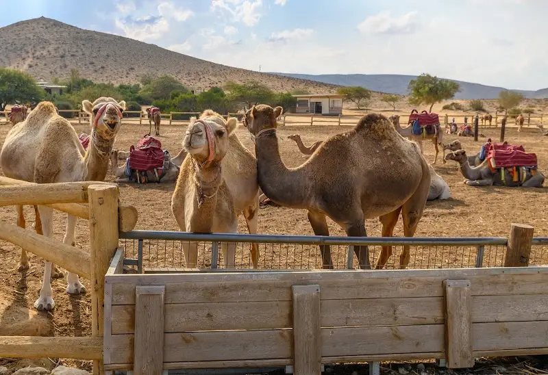 חוות הגמלים בנגב ממשית בדימונה — בילוי משפחתי עם ילדים