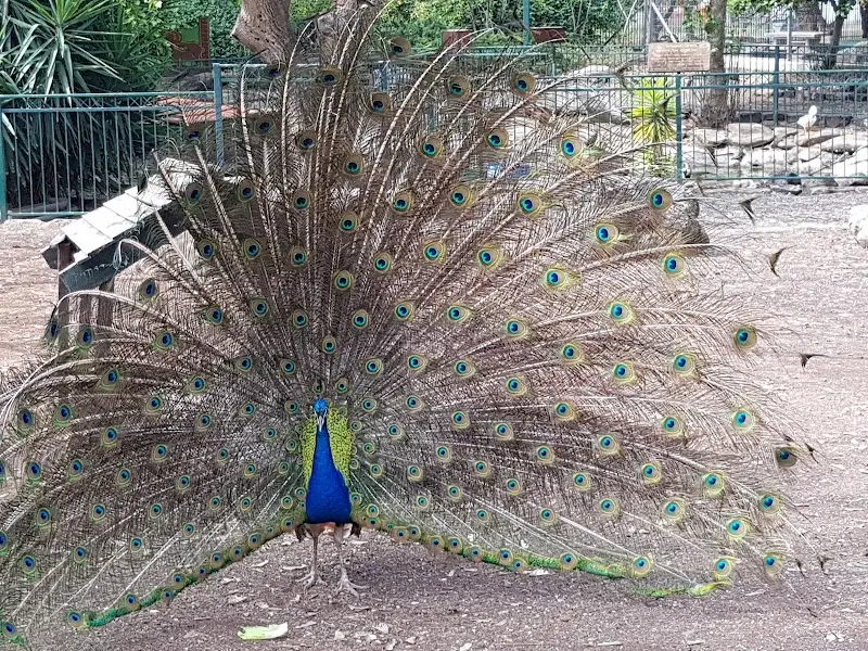 פינת חי קצרין בקצרין — בילוי משפחתי עם ילדים